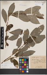 Foto von Salix caprea L.